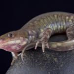 GrayBarredTigerSalamander (Medium)