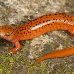 RedSalamander (Medium)