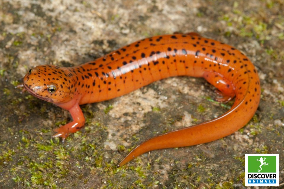 RedSalamander (Medium)