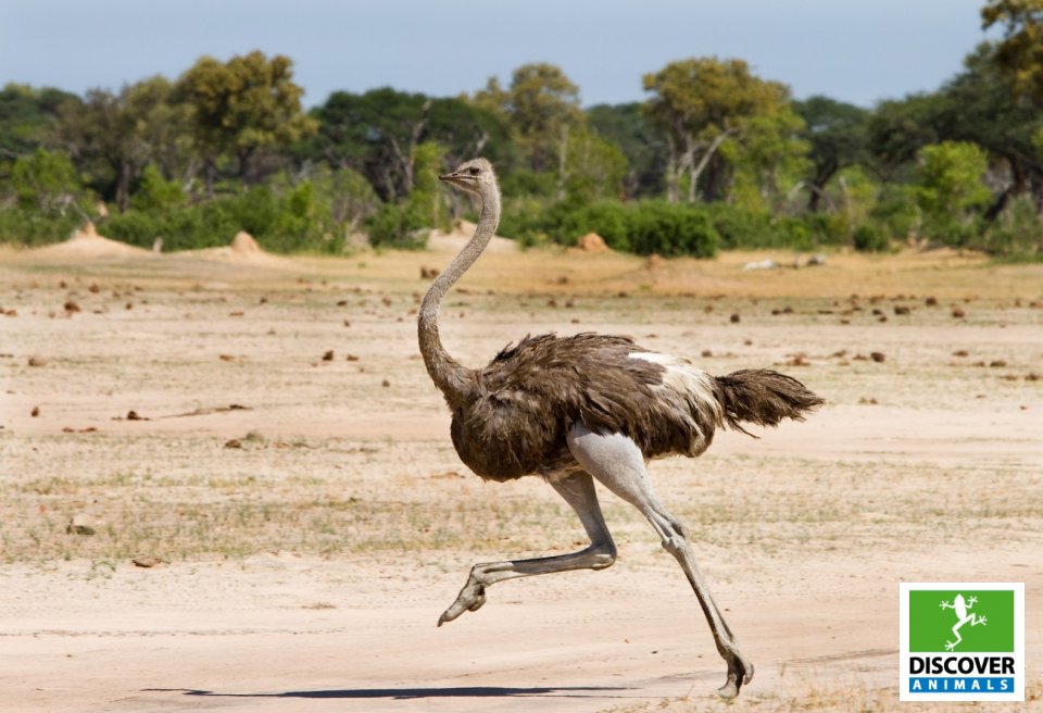 Ostrich (Large)