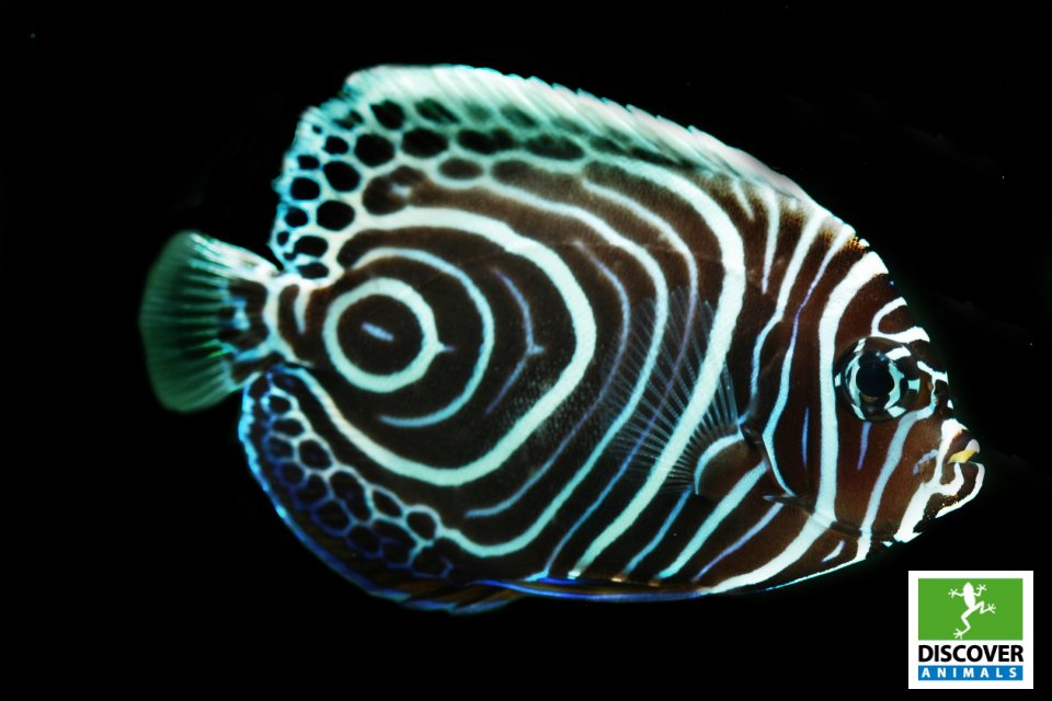 EmperorAngelFish (Large)