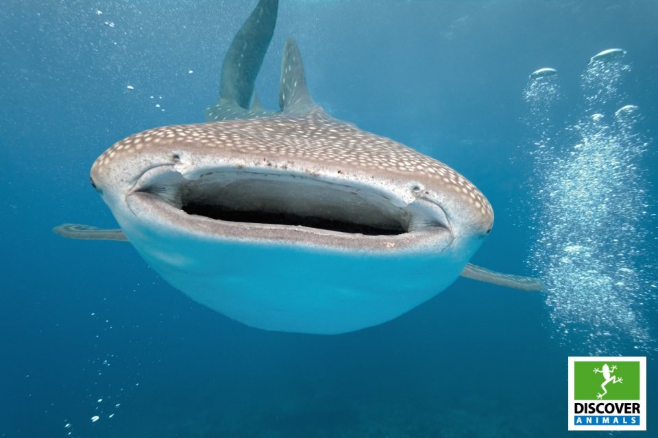 WhaleShark (Large)