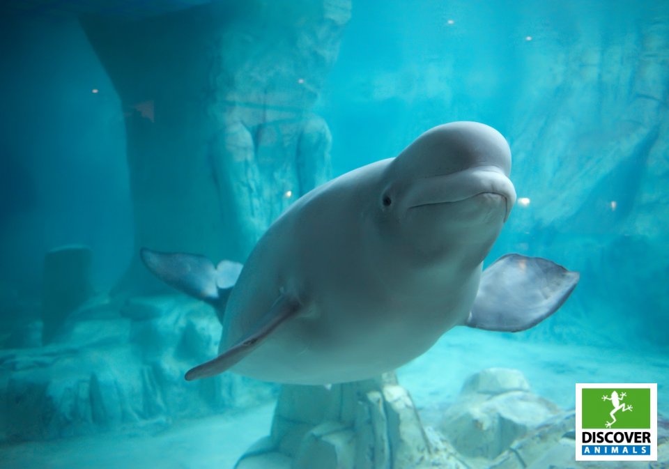 Beluga (Large)