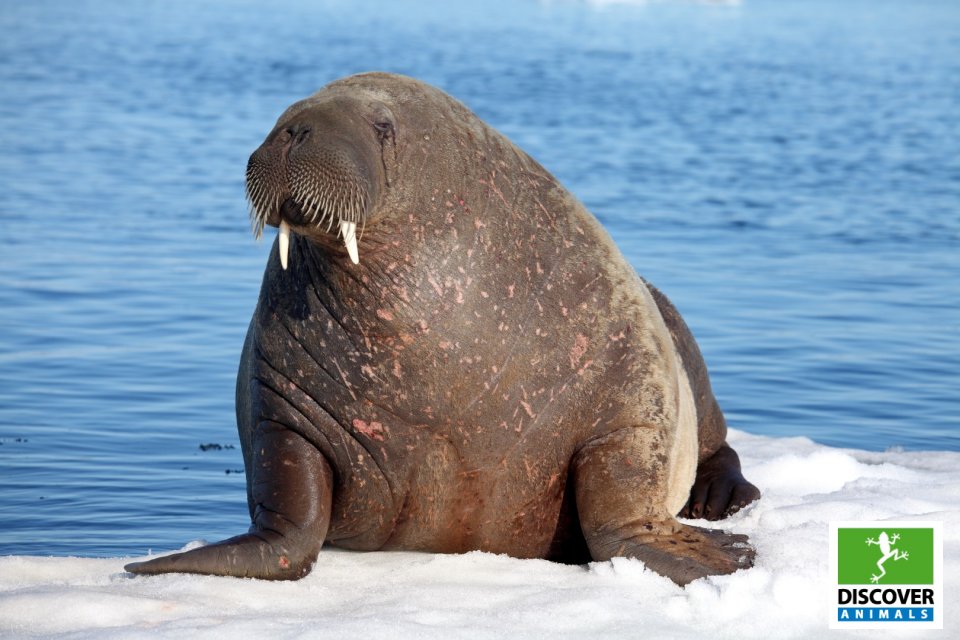 Walrus (Large)