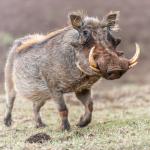Warthog (Large)