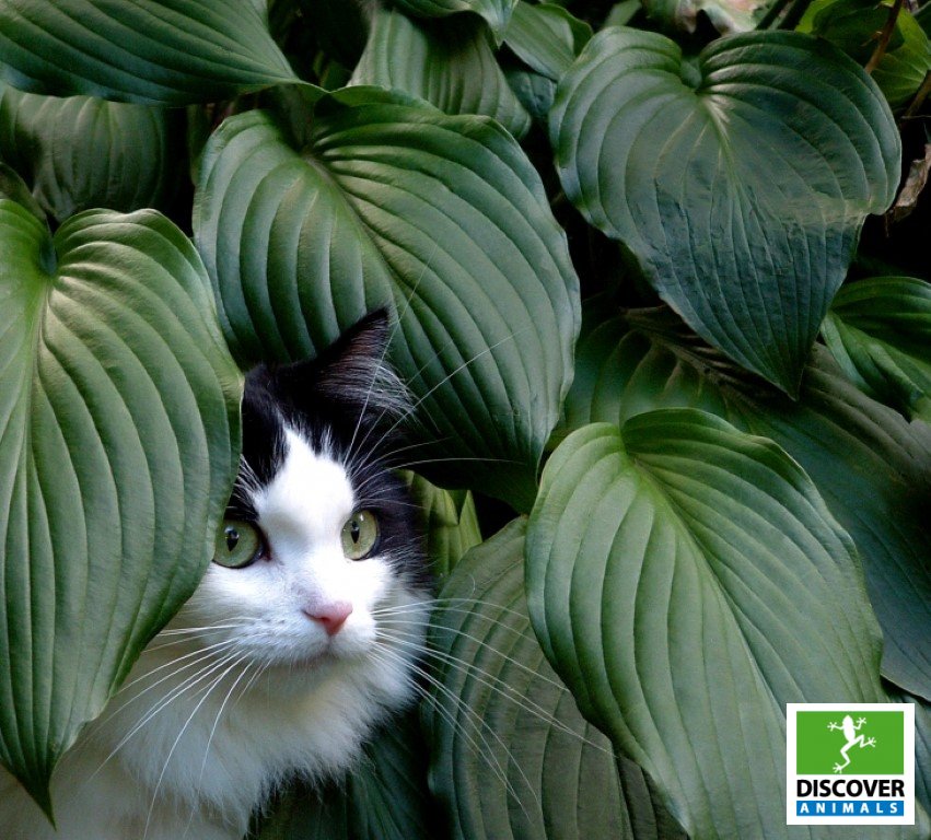 cat in plant