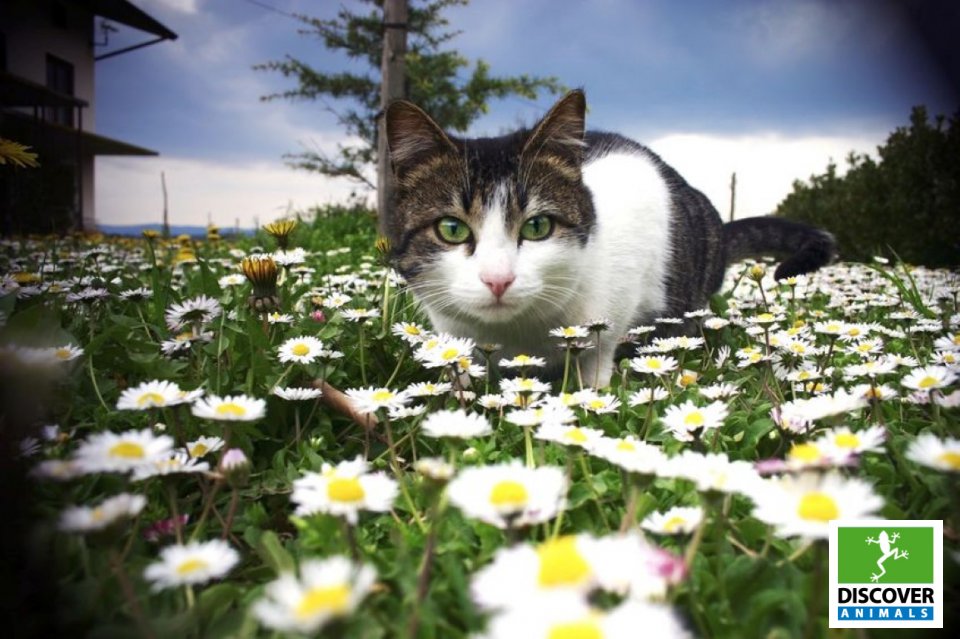 catn daisies