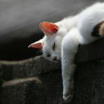 white cat draped over wall