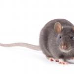 pet rat grey brown (Medium)