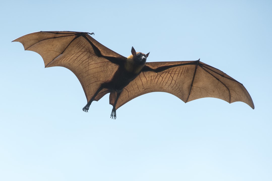 Bats: The Only True-Flying Mammal | Discover Animals