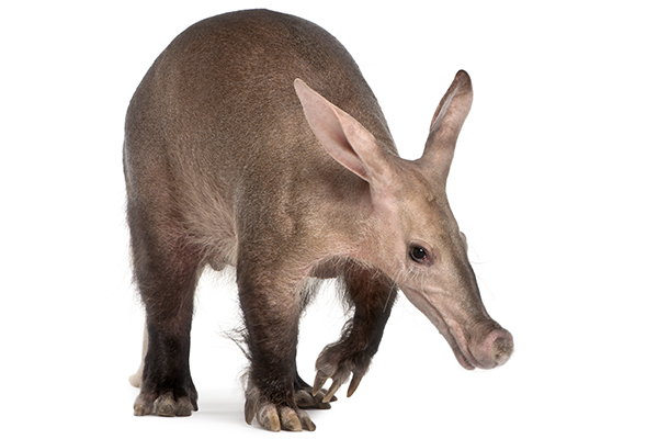 Aardvark | Discover Animals