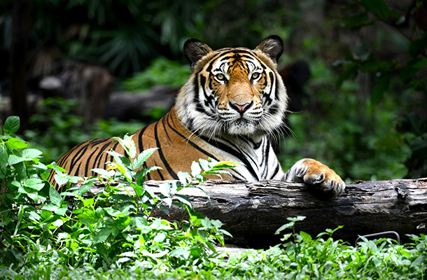 Bengal Tiger | Discover Animals