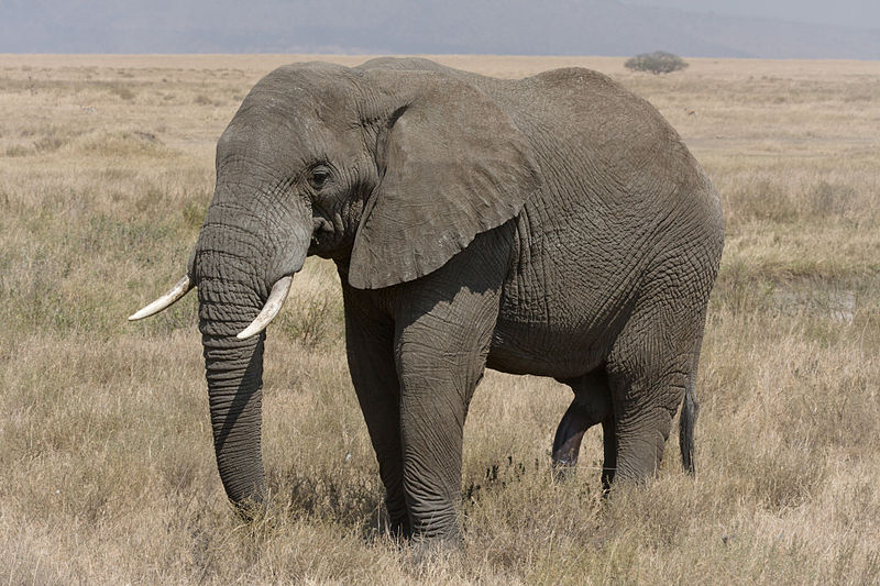 African bush elephant | Discover Animals