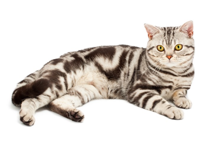 American Shorthair Discover Animals
