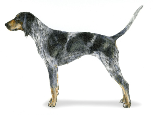a blue tick hound dog