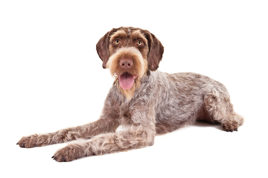 german wirehaired pointer akc