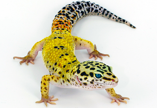 Leopard Gecko | Discover Animals