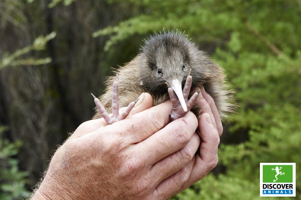 Kiwi (Large)