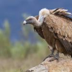 Vulture (Large)
