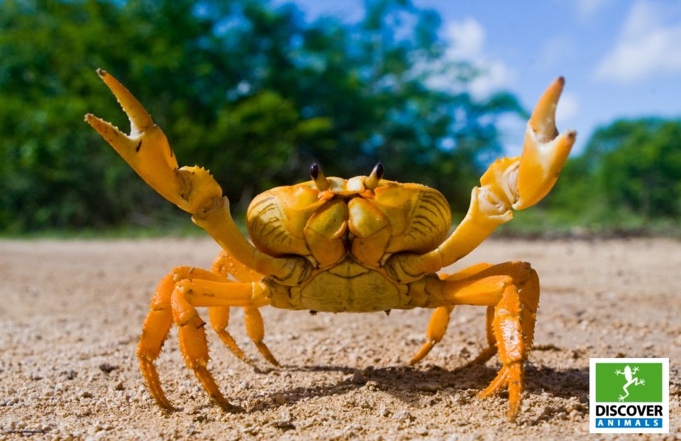 Crab (Large)
