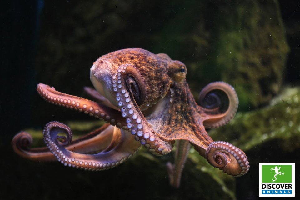 Octopus (Large)