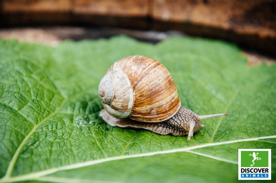Snail (Large)