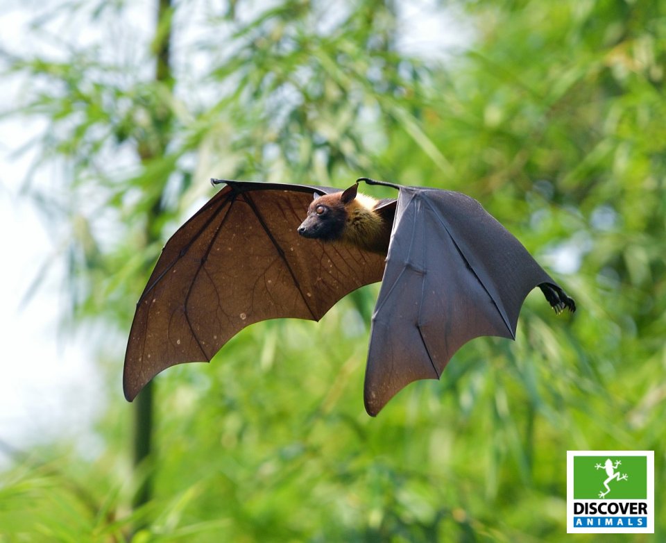 Bat (Large)