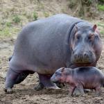Hippopotamus (Large)