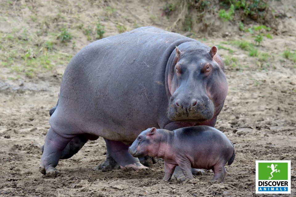 Hippopotamus (Large)