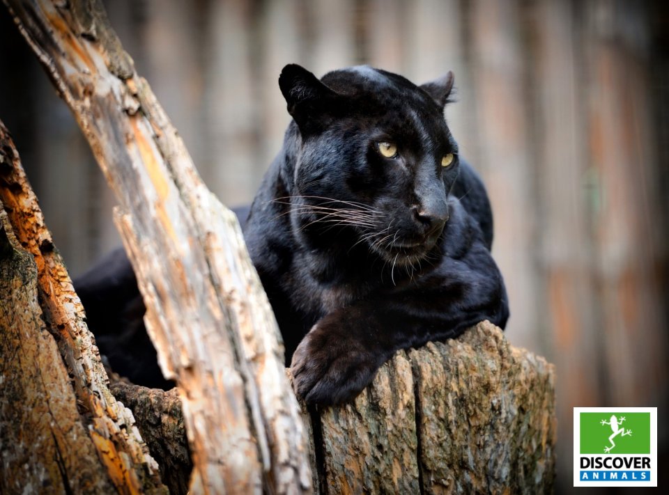 Panther (Large)