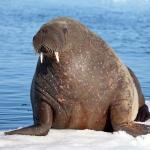 Walrus (Large)