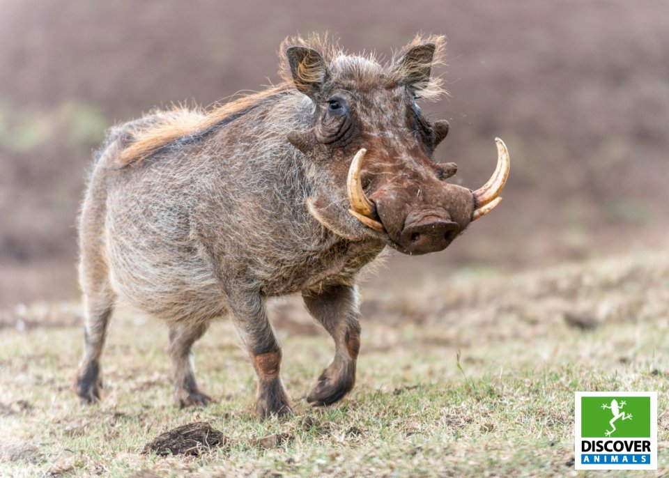 Warthog (Large)
