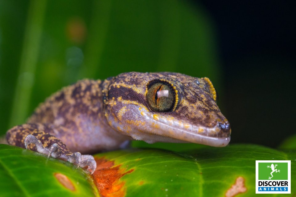 Gecko (Large)