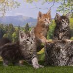 kittens in forest