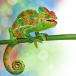 Chameleon green