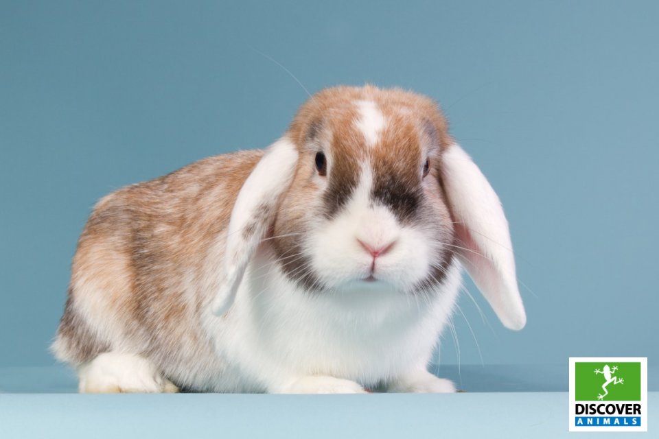 rabbit Dutch mini-lop (Medium)