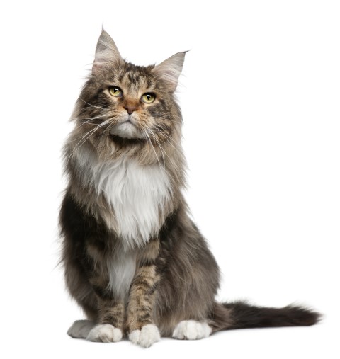 Maine Coon | Discover Animals